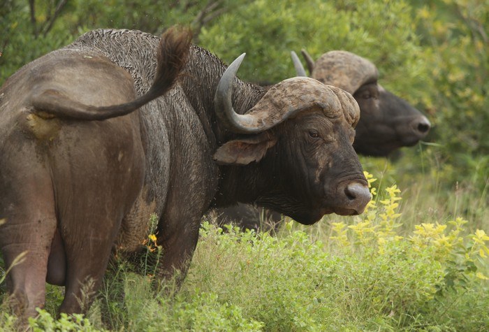 SKUKUZA, SOUTH AFRICA - FEBRUARY 06:  A buffalo is pictured in Kruger National Park on February 6, 2013 in Skukuza, South Africa.  (Photo by Ian Walton/Getty Images)